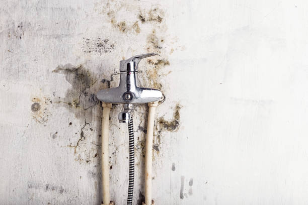 Professional Mold Removal in Bedford Heights, OH