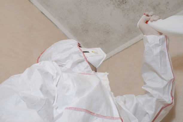 Best Black Mold Removal  in Bedford Heights, OH