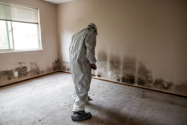 Home Mold Removal in Bedford Heights, OH