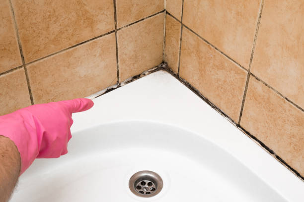 Best Professional Mold Removal  in Bedford Heights, OH